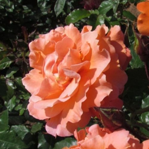 Gärtnerei - Rosa Bright Future - orange - kletterrosen - stark duftend - Gordon Kirkham - -